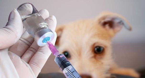 小狗预苗更改的经验分享（如何在宠物生命的重要时期更改预苗）