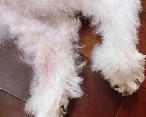 小狗湿疹的传染性分析（从宠物角度探讨小狗湿疹的传染问题）