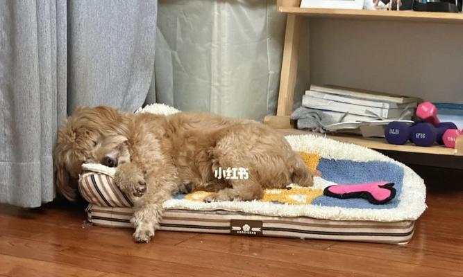 小狗为什么突然爱睡觉（探究宠物健康问题中的睡眠难题）