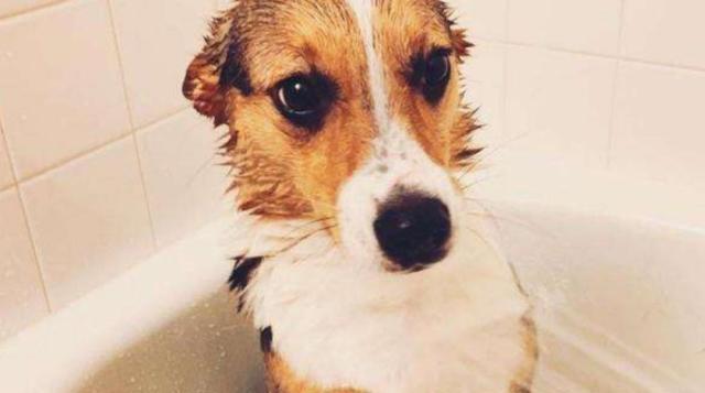 小狗愿意洗澡的秘密（揭开宠物沐浴的神秘面纱）