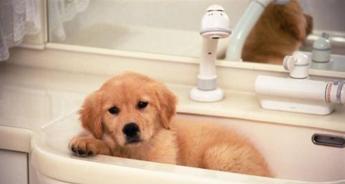 小狗愿意洗澡的秘密（揭开宠物沐浴的神秘面纱）