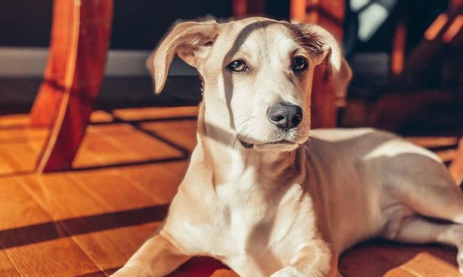 探究小鹿犬老抖牙的原因（揭秘宠物狗牙齿抖动的危害与解决方法）