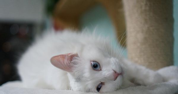 小猫白毛变黄，原因和预防方法详解（宠物主人必读）