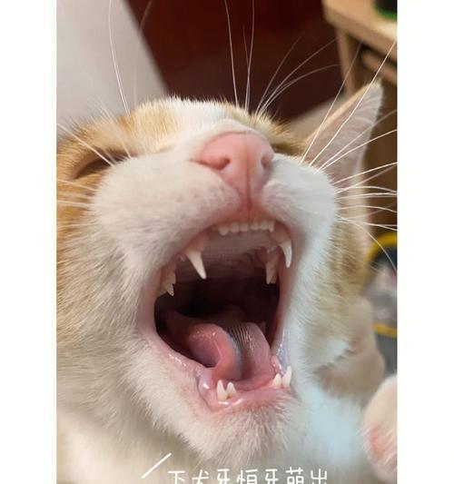 小猫掉牙的成长历程（宠物猫的牙齿更替过程详解）