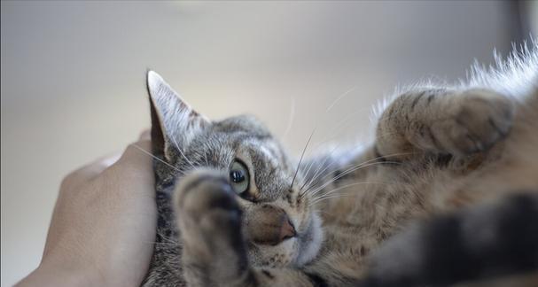 探究小猫咬人的原因，提供有效的解决方法，让你的宠物更加亲人（探究小猫咬人的原因）
