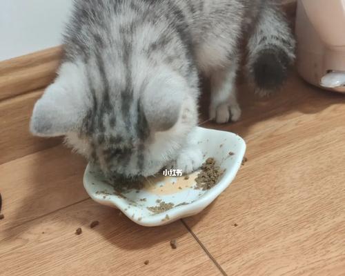 小猫饥饿却不吃东西的原因剖析（宠物猫拒绝食物的神秘行为）