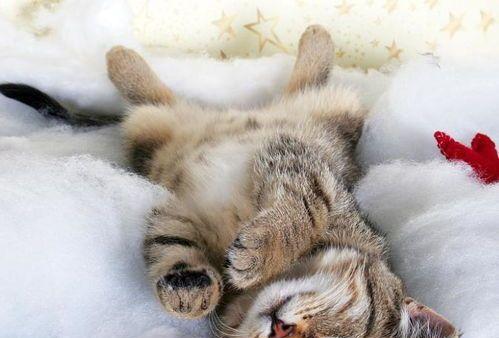 小猫突然睡着的原因剖析（探究宠物小猫睡眠的奥秘与注意事项）