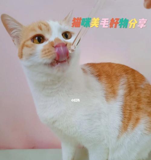 从小猫到猫，生命的成长之路（宠物猫的成长变化与注意事项）