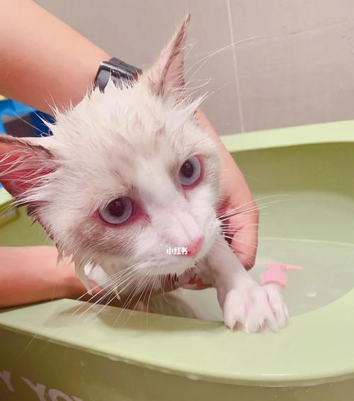 小猫的洗澡日记（宠物洗澡的正确时间和方法）