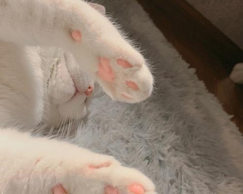 宠物小猫脚错位救治方法剖析（手把手教你正确处理小猫脚错位问题）