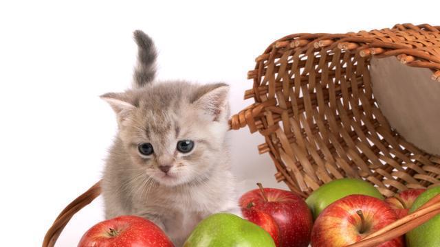 小猫可吃哪些水果（宠物的健康福利与食用指南）