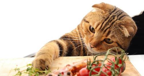 小猫也能喂猫粮（如何选择适合小猫的猫粮）