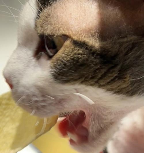 解决小猫不吃饭的方法（从宠物猫的健康角度出发）
