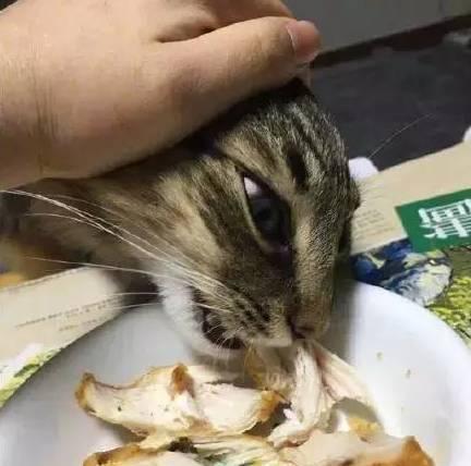 解决小猫不吃饭的方法（从宠物猫的健康角度出发）