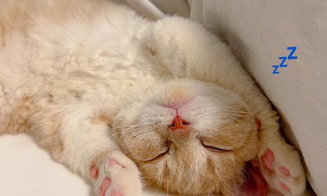 小猫老睡觉，是正常现象吗（探究宠物睡眠规律及影响因素）