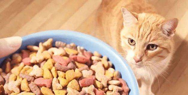 小猫猫粮吃多了该怎么办（如何避免宠物摄入过多食物）