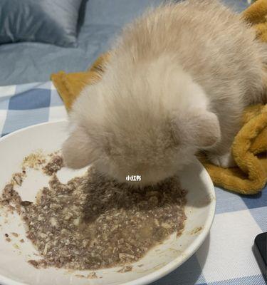 小猫猫粮的选择与使用（为您的宠物猫提供健康营养的秘诀）