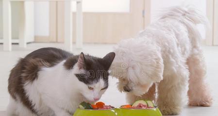 小猫的饮食指南（如何为宠物猫提供健康饮食）