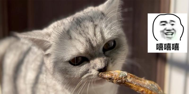 小猫能吃鱼干吗（宠物猫的营养需求）