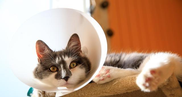 宠物小猫尿道堵塞的危害及预防措施（如何帮助小猫解决尿道堵塞问题）
