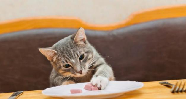小猫呕吐后应该吃什么（宠物营养师给出的建议）