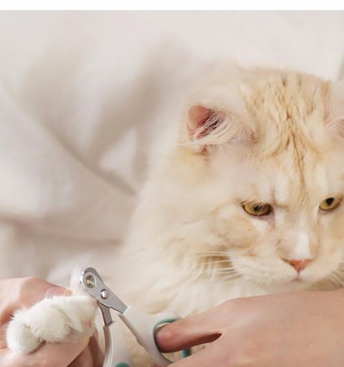 剪小猫指甲的正确时间和方法（照顾宠物健康的必备技能）