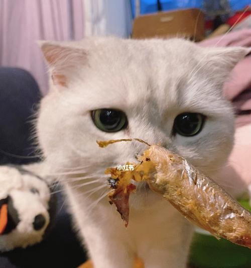 小猫是如何享受美味鱼肉的（以宠物为主）