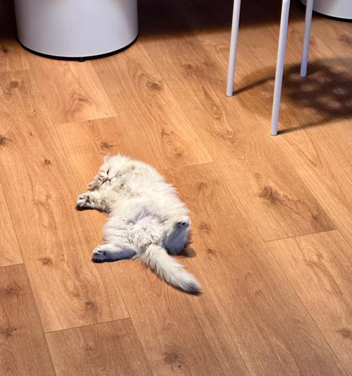 小猫睡地板有问题吗（深入探究小猫睡地板的原因和影响）