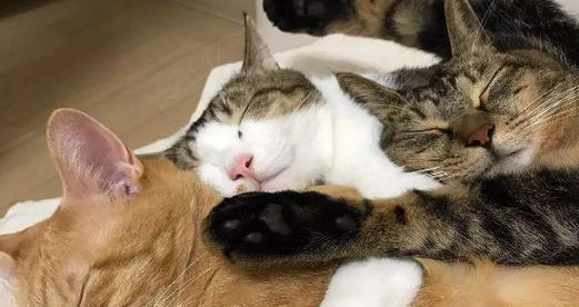 小猫特别嗜睡的原因（探究宠物猫喜欢睡觉的奥秘）