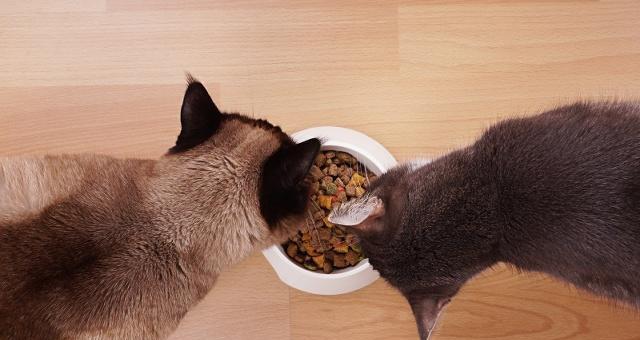 小猫吐食物后能否继续进食（宠物护理中应注意的细节）