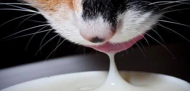 小猫喜欢喝牛奶吗？剖析猫咪的饮食习惯