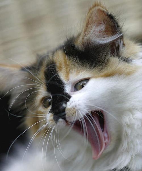 小猫嘴巴为什么总是要咬东西（探究宠物猫咬东西的原因和对策）