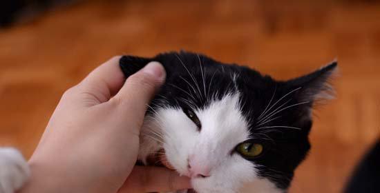 宠物猫吐白沫原因及治疗方法（以小猫嘴吐白沫怎么回事）
