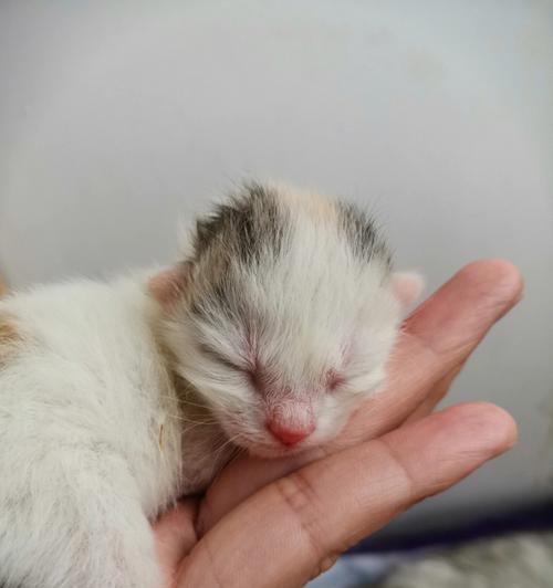 新生猫咪养护全指南（如何科学地照顾新生猫咪）