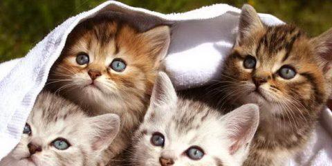 新生猫咪养护全指南（如何科学地照顾新生猫咪）