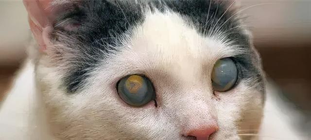 如何科学养护刚睁眼的小猫（宠物爱好者必看）