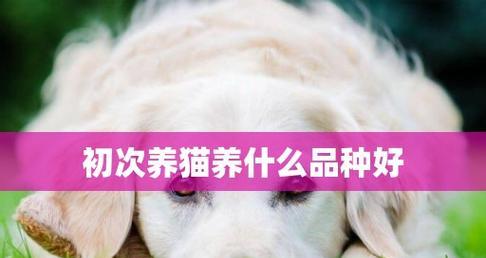 养猫必备之物（让宠物猫生活更美好的15种必需品）