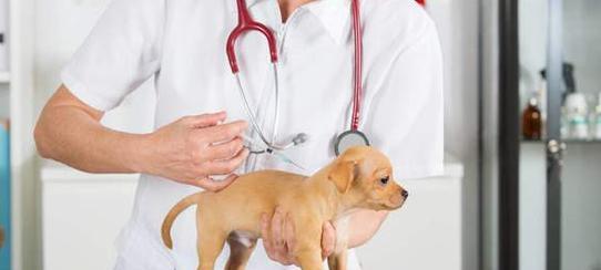 宠物狗为什么需要打狂犬疫苗（保护爱宠健康）