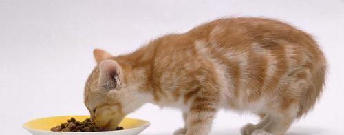 宠物小猫一个月不肯吃东西怎么办（小猫的饮食问题及解决方法）