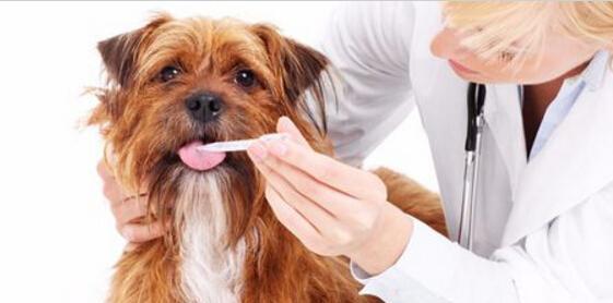 治疗一岁狗狗感冒，这些药物最有效（通过正确的治疗）