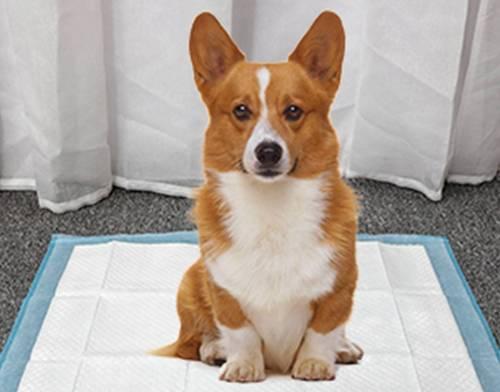 宠物狗狗如何训练2个月内不尿床（掌握科学训练方法）