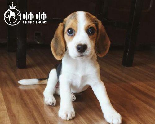 如何选择适合在犬舍里养的狗（以宠物为主）