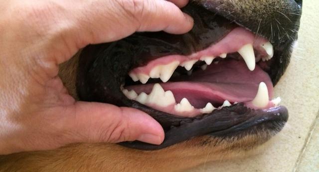 从牙垢开始，如何让你的宠物拥有健康的牙齿（掌握清除牙垢的技巧）