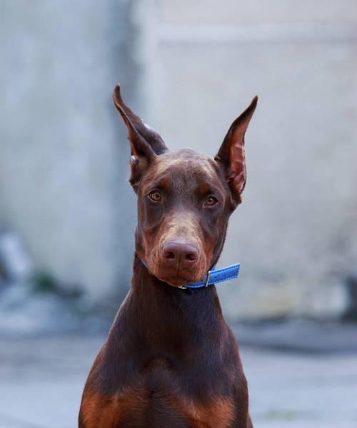 揭秘杜宾犬的饮食偏好（宠物犬食谱分享）