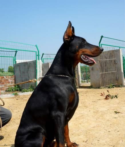 揭秘杜宾犬的饮食偏好（宠物犬食谱分享）