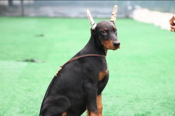 杜宾犬的外貌特征和习性剖析（探究杜宾犬的身材）