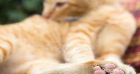 多大小猫的长爪子——从宠物主人的角度看待足部保健（爪子养护）