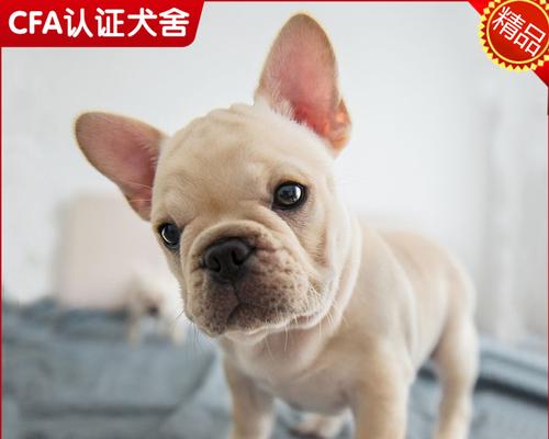 如何识别法斗犬（了解法斗犬的特征）