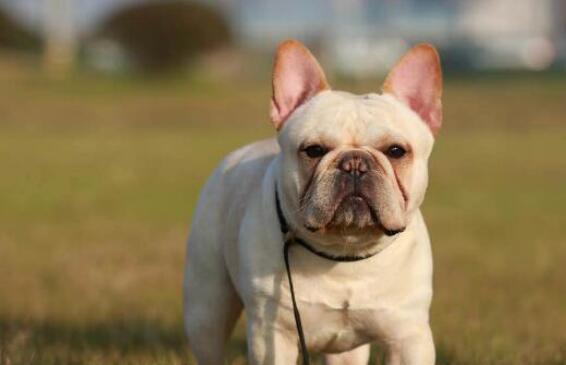 如何识别法斗犬（了解法斗犬的特征）