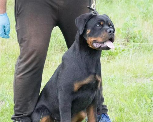 以防暴犬为宠物的利弊（以防暴犬作为宠物的1个是“安全”）